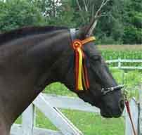 Glen Aryn Farm PRE Andalusians Sport Horse Mares - Habana