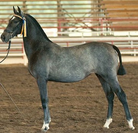 Glen Aryn Farm PRE Andalusian Sport Horse Mares