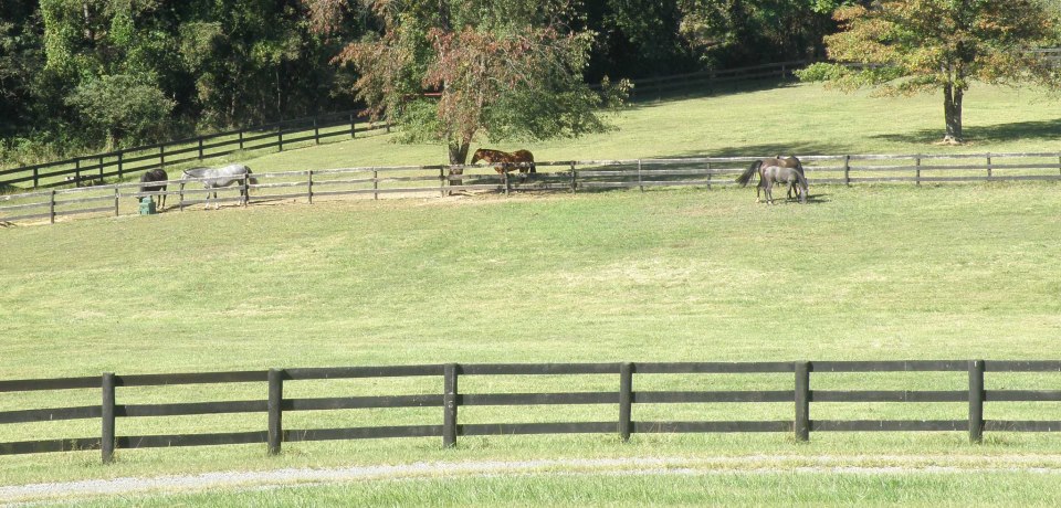 Glen Aryn Farm PRE Andalusian Breeders Virginia
