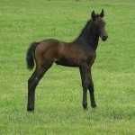 Glen Aryn Farm PRE Andalusian Sport Horse Mares - Cariñosa GAF