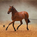 Glen Aryn Farm PRE Andalusian Sport Horse Mares - Bregadora